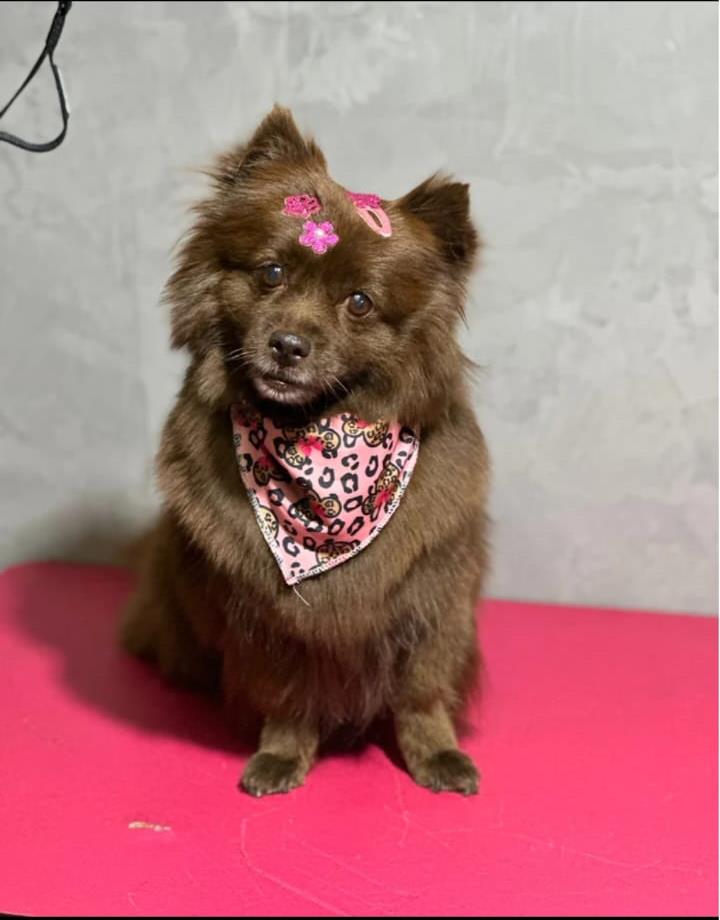 Pet Bombom